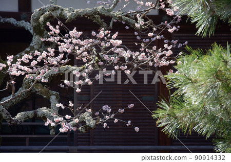 京都府右京區大覺寺院落梅松佐賀 京都府右京區大覺寺院落梅松佐賀 90914332