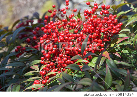 Nandina fruit　 90914354