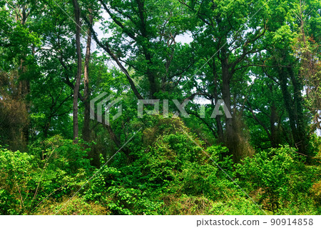 trees entwined with lianas and bindweeds in a subtropical broadleaf forest trees entwined with lianas and bindweeds in a subtropical broadleaf forest 90914858