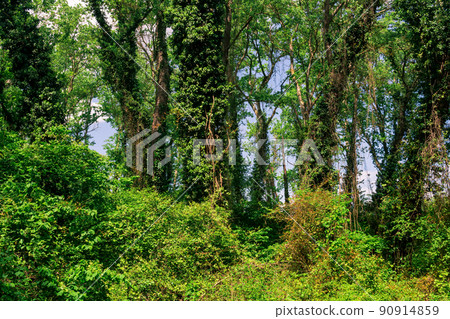 subtropical liana forest in the delta of the Samur River 90914859