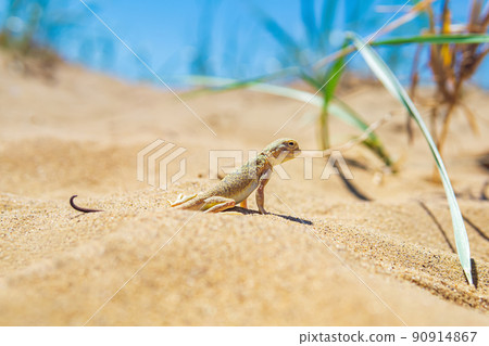 lizard toad-headed agama among the dry grass in the dunes 90914867
