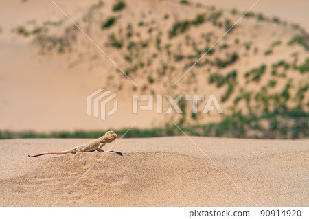 Lizard Phrynocephalus mystaceus (secret toadhead agama) on the sand dune of Sarykum Lizard Phrynocephalus mystaceus (secret toadhead agama) on the sand dune of Sarykum 90914920