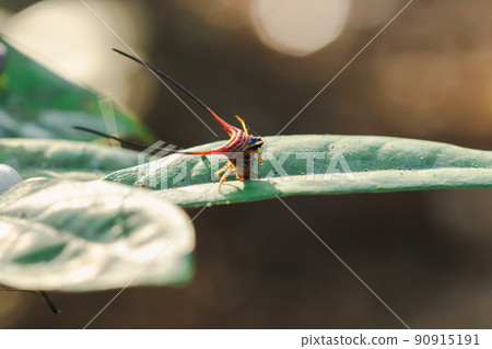 Curved Spiny Spider on the leaves in the forest 90915191