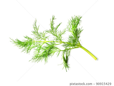 Dill Sprigs Isolated 90915429