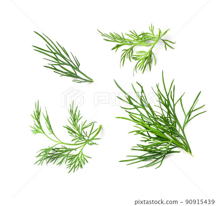 Dill Sprigs Isolated 90915439