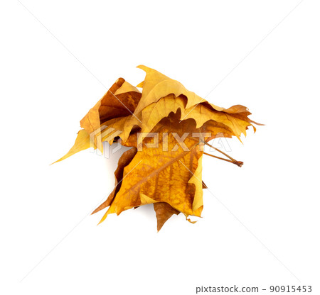 Sycamore Autumn Leaf Isolated 90915453