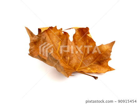 Sycamore Autumn Leaf Isolated 90915454