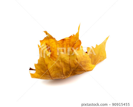 Sycamore Autumn Leaf Isolated 90915455