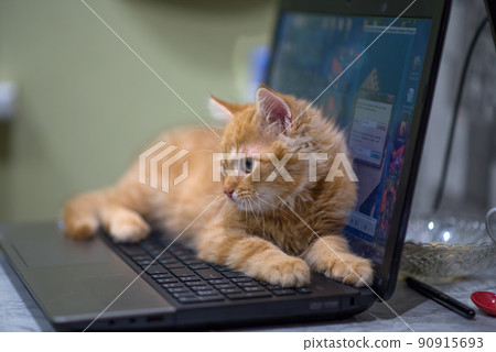Red young kitten lies on the laptop keyboard. The kitten guards the laptop. Ginger impudent muzzle. 90915693