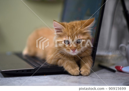 Red young kitten lies on the laptop keyboard. The kitten guards the laptop. Ginger impudent muzzle. Red young kitten lies on the laptop keyboard. The kitten guards the laptop. Ginger impudent muzzle. 90915699