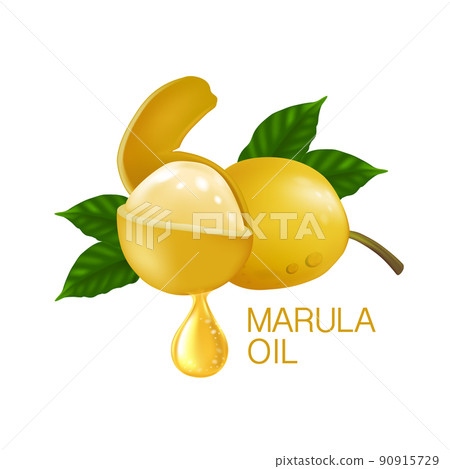 marula fruit with leaves isolated 90915729