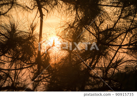 The silhouette of the pine tree branch and the sun light The silhouette of the pine tree branch and the sun light 90915735