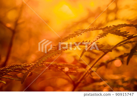 Macro photography of ferns, natural curling leaves and the morning sun 90915747