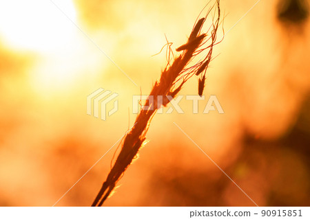 The grass is dry in nature, has a background as orange light of sunrise in the morning. 90915851