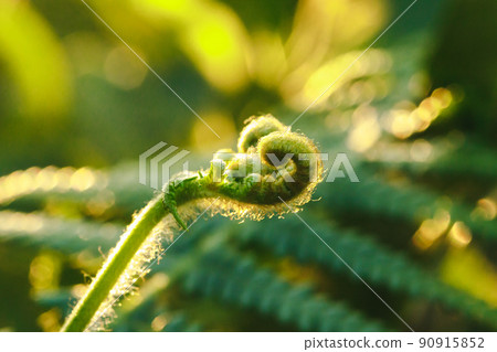 Macro photography of ferns, natural curling leaves and the morning sun Macro photography of ferns, natural curling leaves and the morning sun 90915852