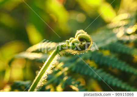 Macro photography of ferns, natural curling leaves and the morning sun 90915866
