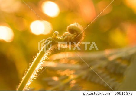 Macro photography of ferns, natural curling leaves and the morning sun Macro photography of ferns, natural curling leaves and the morning sun 90915875