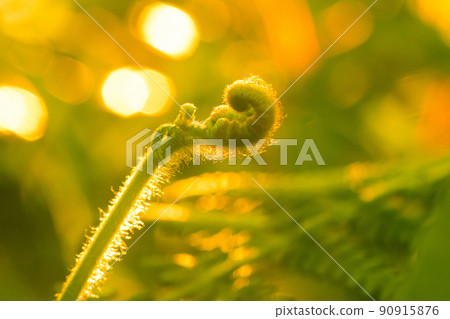 Macro photography of ferns, natural curling leaves and the morning sun 90915876