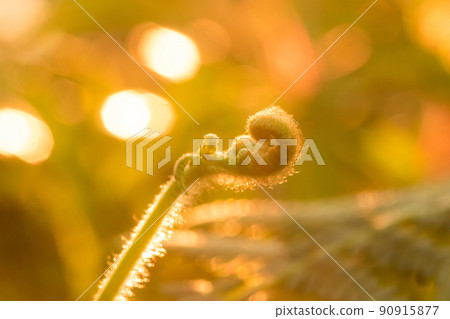 Macro photography of ferns, natural curling leaves and the morning sun Macro photography of ferns, natural curling leaves and the morning sun 90915877
