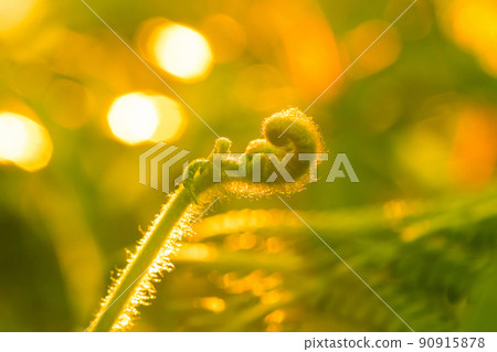 Macro photography of ferns, natural curling leaves and the morning sun Macro photography of ferns, natural curling leaves and the morning sun 90915878