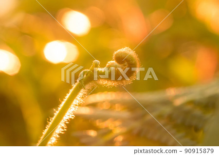 Macro photography of ferns, natural curling leaves and the morning sun Macro photography of ferns, natural curling leaves and the morning sun 90915879