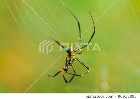 Golden Orb-weaver Spide weaves large vertical webs between the perennials. 90915893