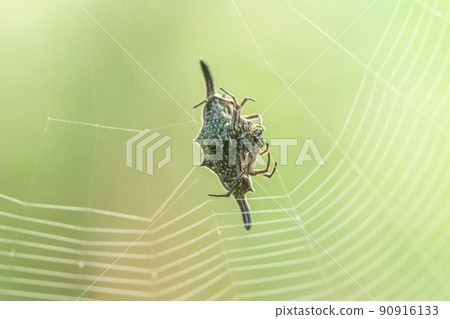 Spiny orb-weavers are knitting fibers to trap insects in nature. 90916133