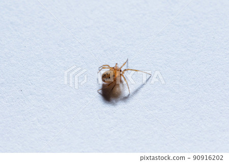 A small brown spider on the ground 90916202