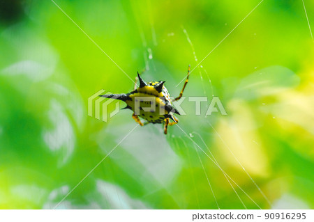 Spiny orb-weavers are knitting fibers to trap insects in nature. 90916295