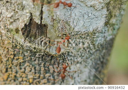 Red ants are walking on the bark of the tree. Red ants are walking on the bark of the tree. 90916432