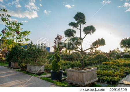 Amazing topiary trees   in large pots in Moscow oblast 90916799