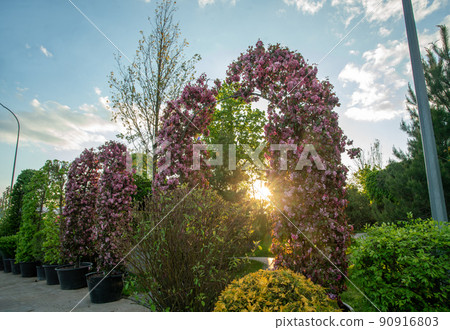 Good  arches  from pretty apple tree  blossoms 90916803