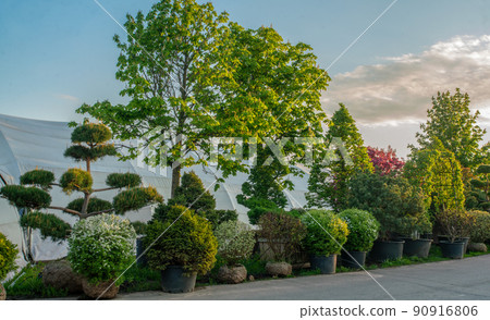 Plants with clod of earth for sale in nursery in Moscow oblast Plants with clod of earth for sale in nursery in Moscow oblast 90916806