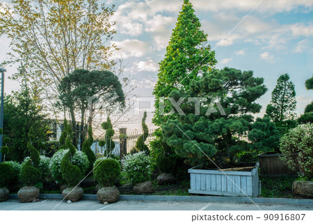 Amazing topiary trees and blossoming white japanese spireas   in Moscow oblast 90916807