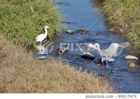 Kamogawa Waterfowl Kyoto City Kamogawa Waterfowl Kyoto City 90917474
