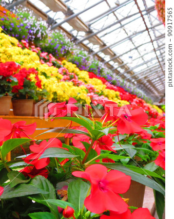 Beautiful flowers of Matsue Vogel Park 90917565