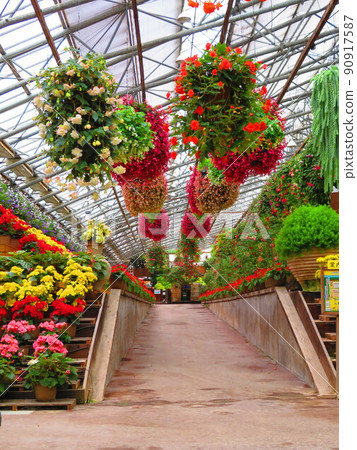 Beautiful flowers of Matsue Vogel Park Beautiful flowers of Matsue Vogel Park 90917587