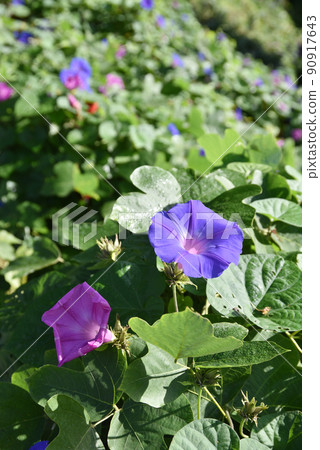 喇叭花 90917643