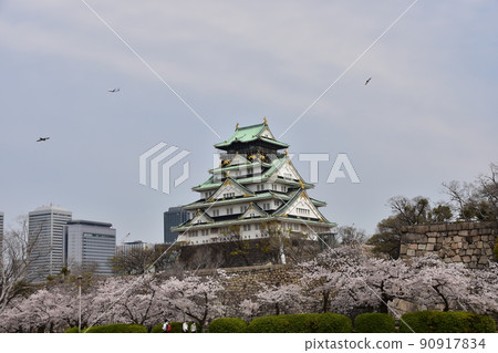Osaka Prefecture, Japan Spring Osaka Castle Full bloom cherry blossoms and magnificent castle tower Surrounding cityscape and skyscrapers Jet planes and wild birds flying over Osaka Prefecture, Japan Spring Osaka Castle Full bloom cherry blossoms and magnificent castle tower Surrounding cityscape and skyscrapers Jet planes and wild birds flying over 90917834
