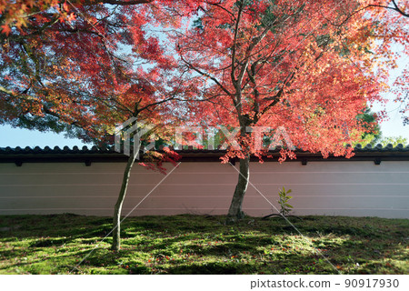 Autumn Manshuin White Fence and Autumn Leaves Sakyo Ward, Kyoto City Autumn Manshuin White Fence and Autumn Leaves Sakyo Ward, Kyoto City 90917930