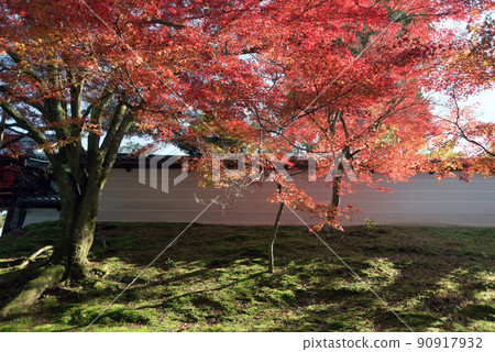 京都市左京區秋天的萬壽院白柵欄和紅葉 京都市左京區秋天的萬壽院白柵欄和紅葉 90917932
