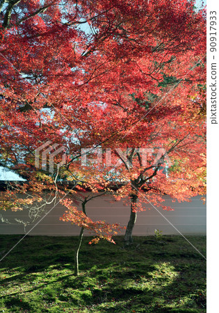 Autumn Manshuin White Fence and Autumn Leaves Sakyo Ward, Kyoto City Autumn Manshuin White Fence and Autumn Leaves Sakyo Ward, Kyoto City 90917933