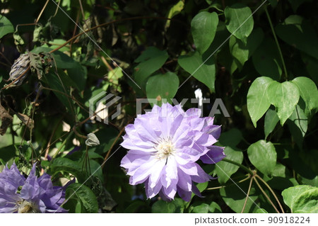 A landscape of trees with eight-fold clematis flowers with green leaves and light purple petals A landscape of trees with eight-fold clematis flowers with green leaves and light purple petals 90918224
