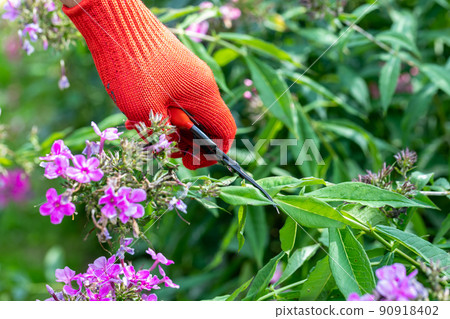 gardener in red gloves makes pruning with pruning shears faded phlox flowers 90918402