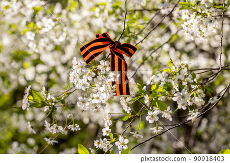 St. George's Ribbon Tied to Cherry Blossoms for May 9 Victory Day 90918403