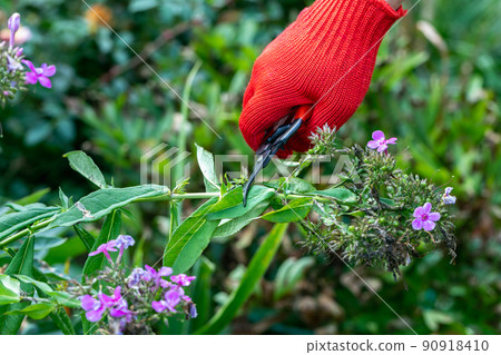 gardener in red gloves makes pruning with pruning shears faded phlox flowers gardener in red gloves makes pruning with pruning shears faded phlox flowers 90918410