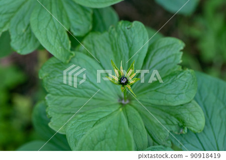 Poisonous plant Ravens eye four leaf. Paris quadrifolia. Close-up of a plant with fruit Poisonous plant Ravens eye four leaf. Paris quadrifolia. Close-up of a plant with fruit 90918419