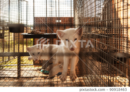 white fox little puppies in a cage white fox little puppies in a cage 90918463
