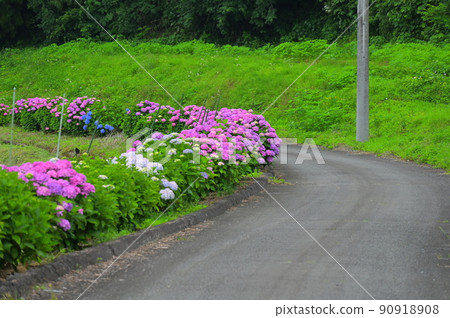 內山 / 清溪梯田 三波道繡球花 90918908