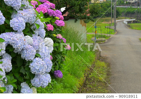 Hydrangea bloom Hydrangea bloom 90918911